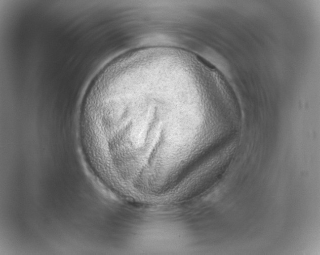 X0000068721008200605121447