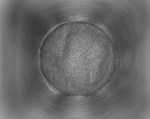 X0000068721031200605121447