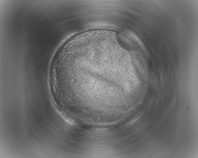 X0000068721043200605121447