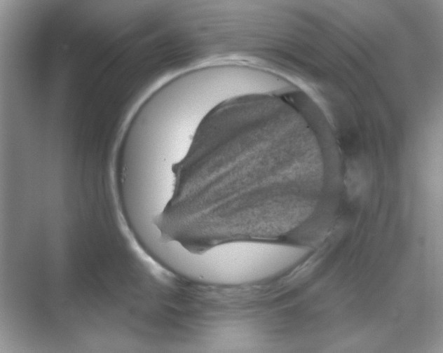 X0000068721054200605121447