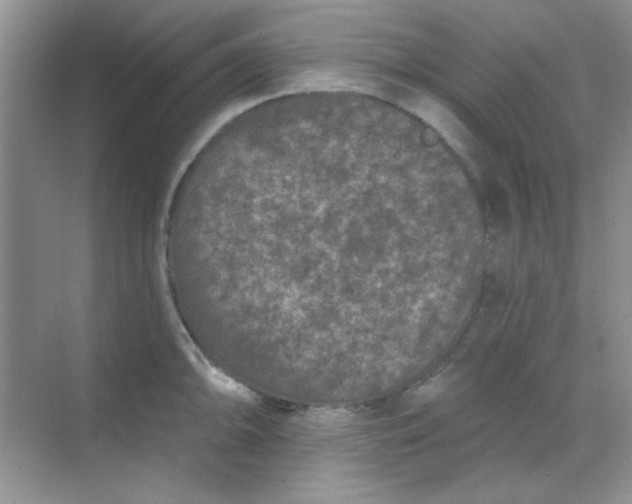 X0000068721094200605121446