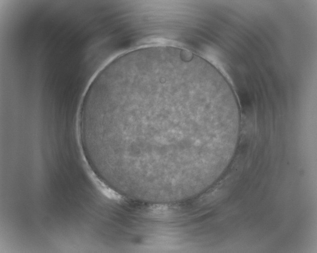 X0000068721098200605121446