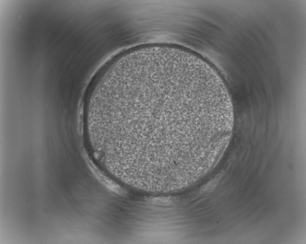 X0000068721126200605121445