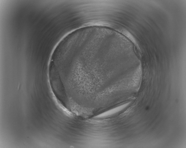 X0000068721132200605121445