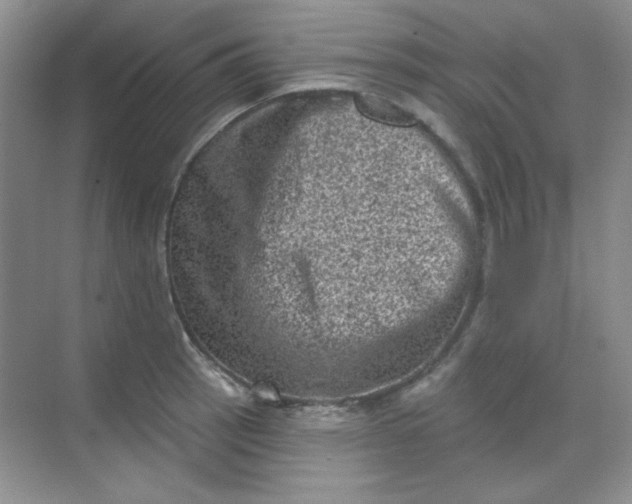 X0000068721137200605121445