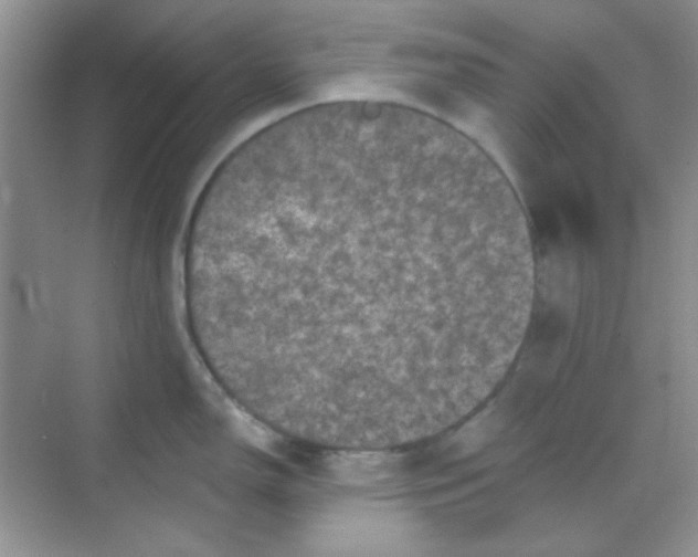 X0000068721150200605121445