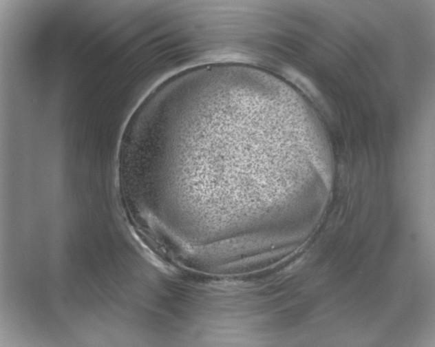 X0000068721236200605121444