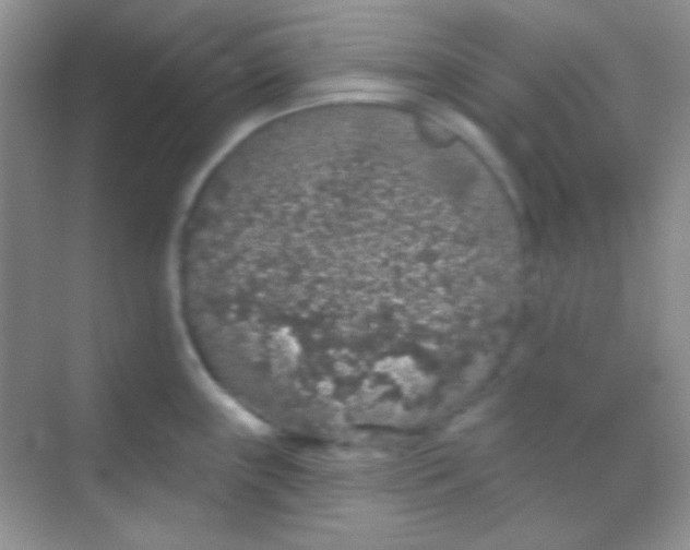 X0000068721243200605121444