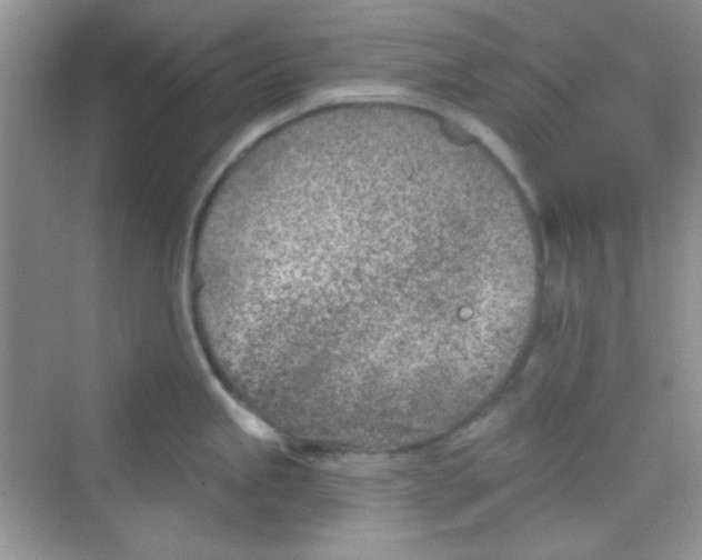 X0000068721245200605121444