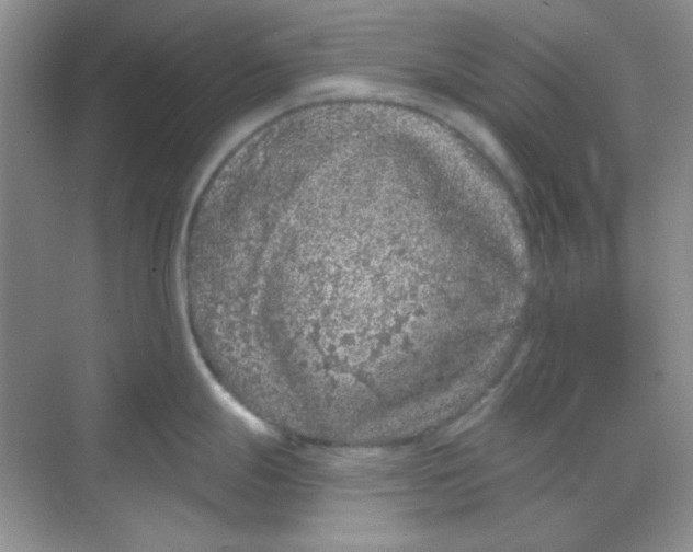 X0000068721247200605121444