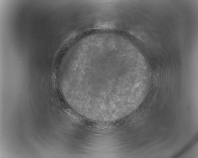 X0000068721254200605121443