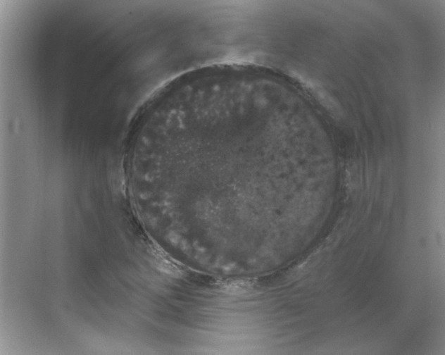 X0000068721262200605121443