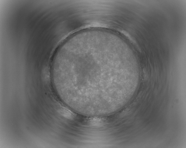 X0000068721266200605121443