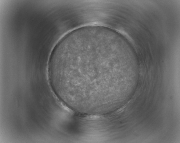 X0000068721278200605121443