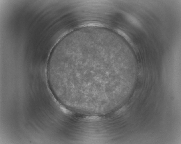 X0000068721282200605121442