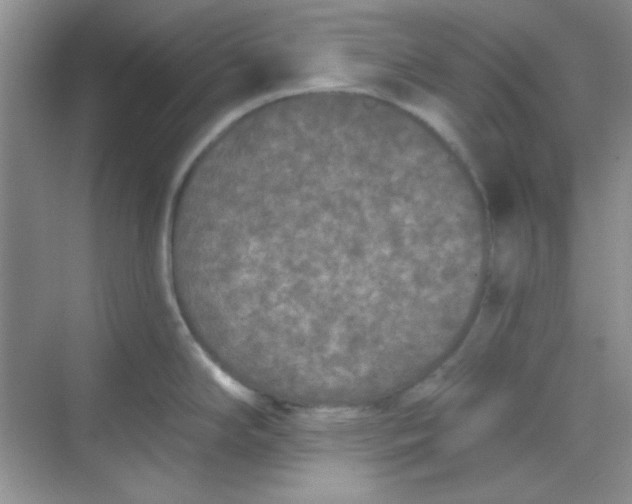 X0000068721294200605121442