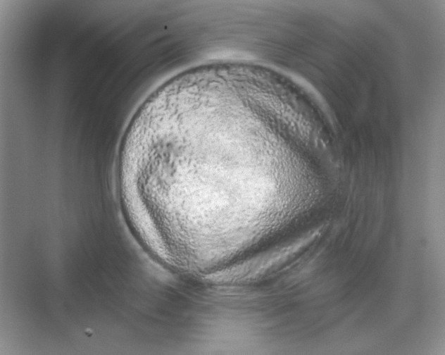 X0000068721295200605121442