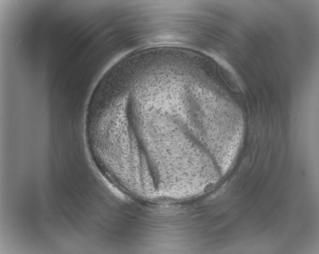 X0000068721333200605121442