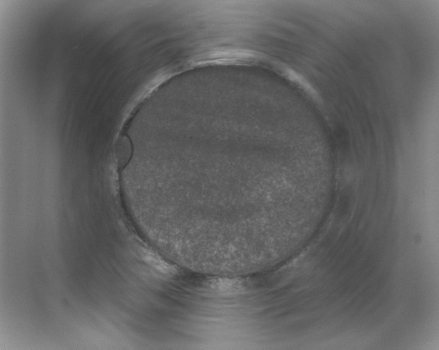 X0000068721362200605121441