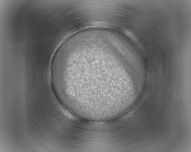 X0000068721370200605121441