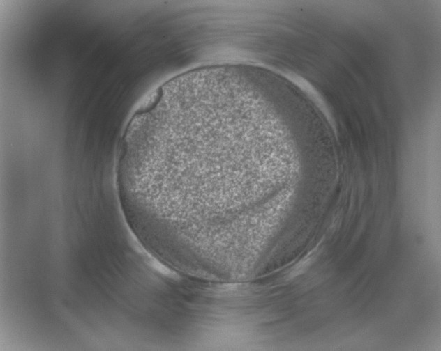 X0000068721390200605121441