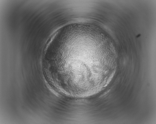 X0000068721417200605121440