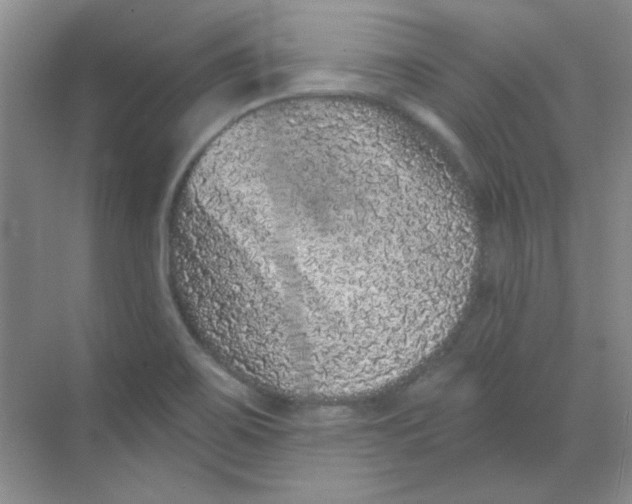 X0000068721467200605121439