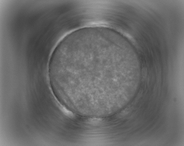 X0000068721470200605121439