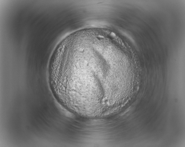 X0000068721471200605121439