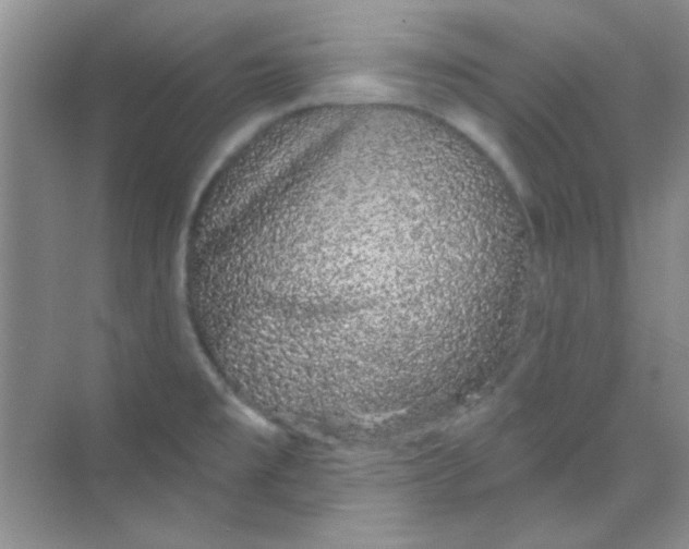 X0000068721477200605121439