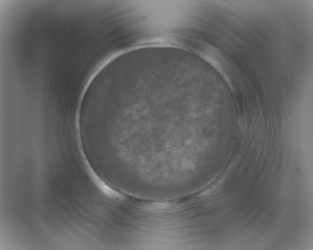 X0000068721482200605121439