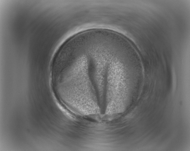 X0000068721511200605121439