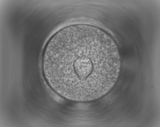 X0000068721514200605121439