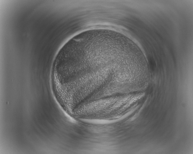 X0000068721533200605121439