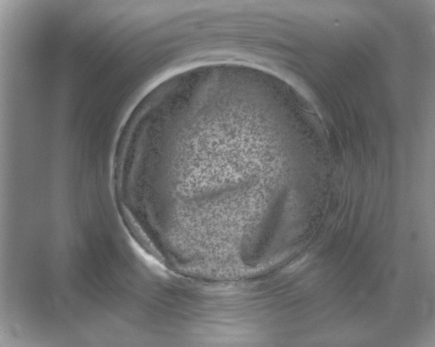 X0000068721535200605121439