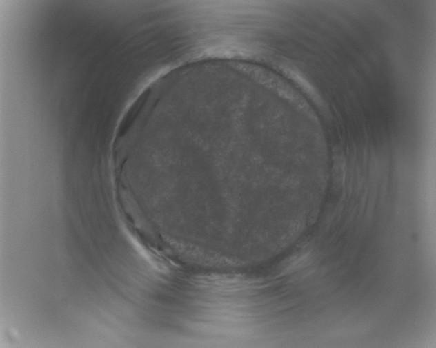 X0000068720626200605192254