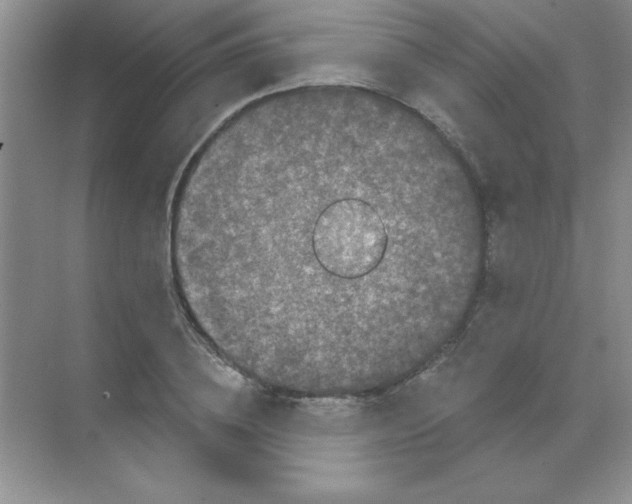 X0000068720836200605192251