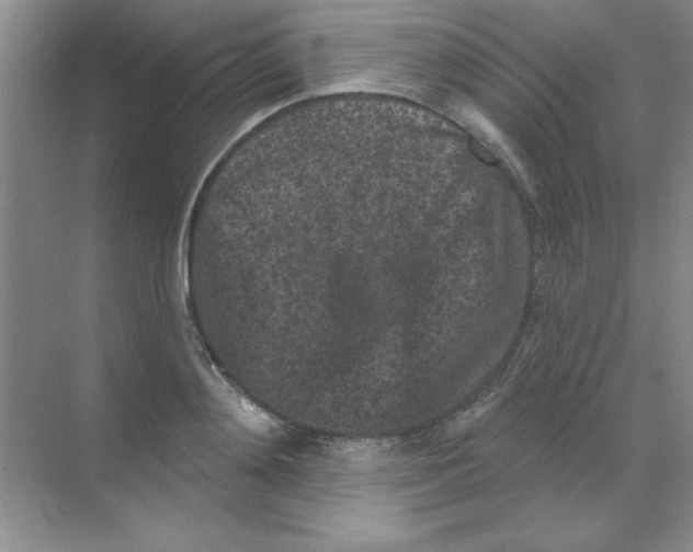 X0000068720892200605192250