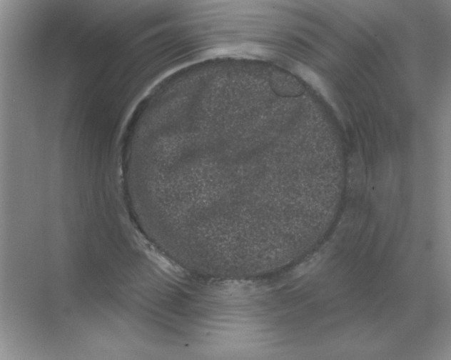 X0000068720923200605192249