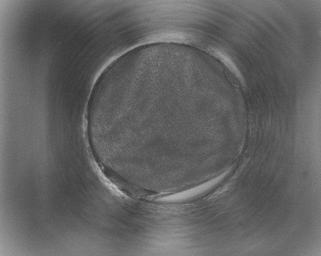 X0000068720944200605192250