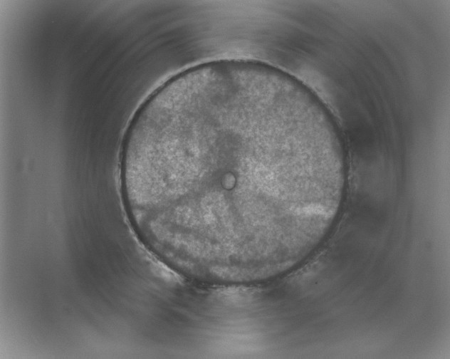 X0000068720950200605192250