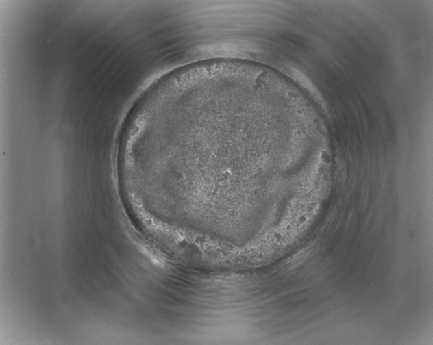 X0000068721035200605192248