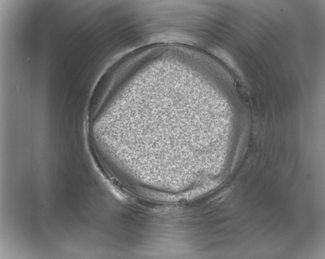 X0000068721040200605192248