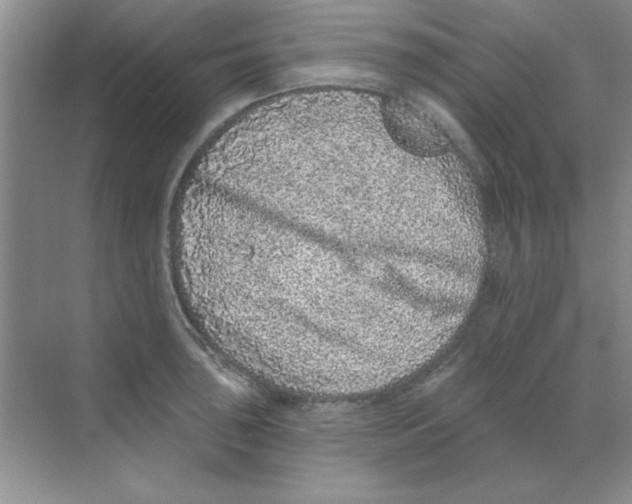 X0000068721043200605192248