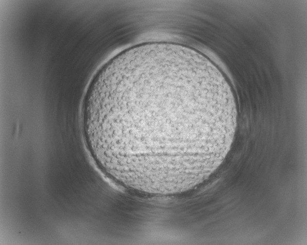 X0000068721053200605192248