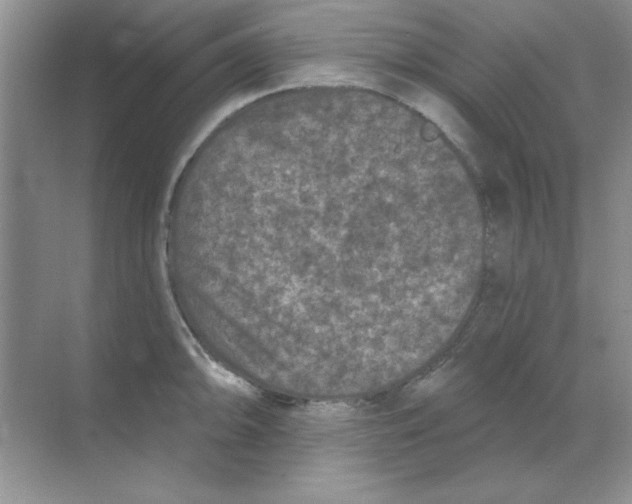 X0000068721094200605192247