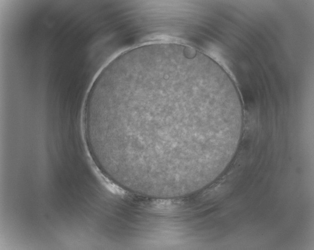 X0000068721098200605192247