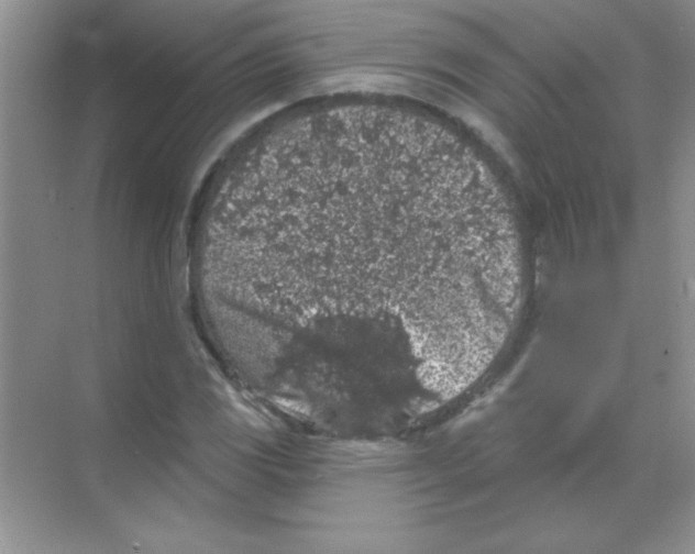 X0000068721117200605192246