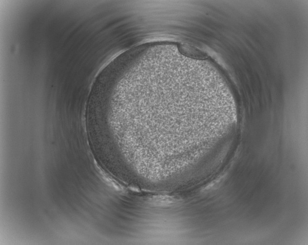 X0000068721137200605192246