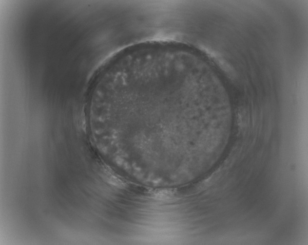 X0000068721262200605192244